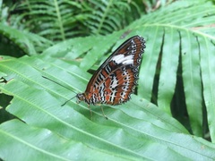Cethosia penthesilea