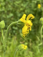 Kyhosia bolanderi