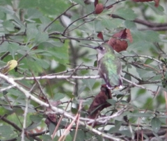 Archilochus colubris