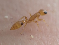Pseudomyrmex