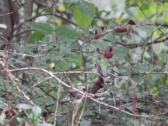 Archilochus colubris