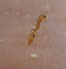 Pseudomyrmex
