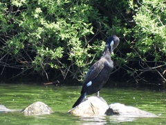 Phalacrocorax carbo