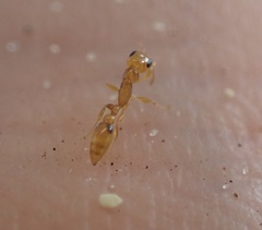 Pseudomyrmex