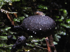 Annulohypoxylon