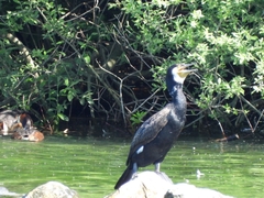 Phalacrocorax carbo