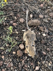 Dipodomys ordii