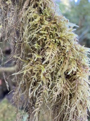 Pseudisothecium stoloniferum