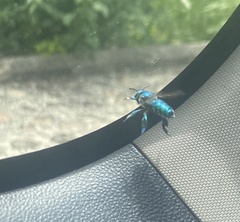 Euglossa