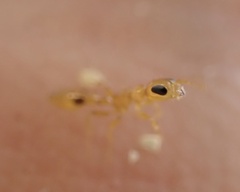 Pseudomyrmex