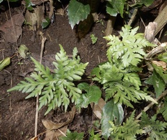 Doryopteris concolor