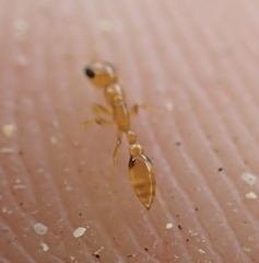 Pseudomyrmex