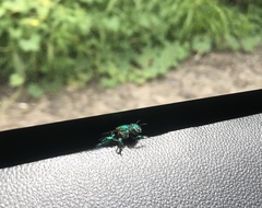 Euglossa