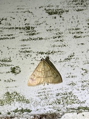 Pyraustini