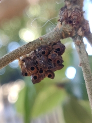 Callirhytis serricornis