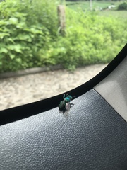 Euglossa
