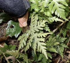 Doryopteris concolor