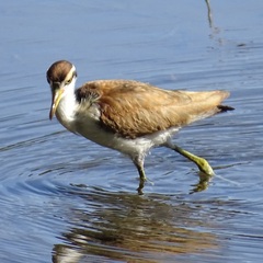 Jacana jacana