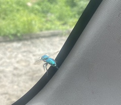 Euglossa