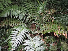 Polystichum wawranum