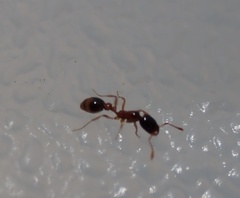 Formicidae