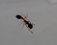 Formicidae