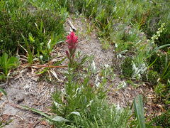 Castilleja parviflora oreopola