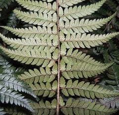 Polystichum wawranum