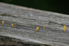 Dacrymyces spathularia