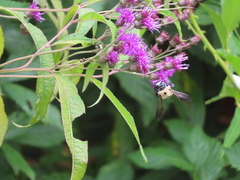 Xylocopa virginica virginica