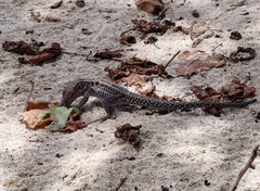 Pholidoscelis exsul