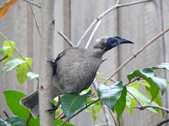 Philemon buceroides
