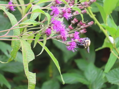 Xylocopa virginica virginica
