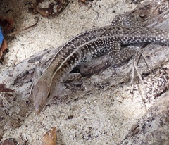 Pholidoscelis exsul