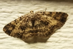 Melanolophia canadaria