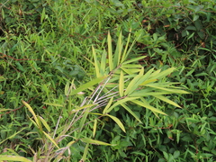 Arundinaria tecta