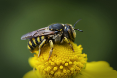 Anthidium florentinum