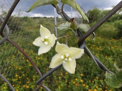Funastrum pannosum