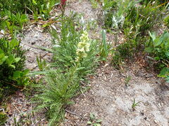 Pedicularis contorta