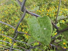 Funastrum pannosum