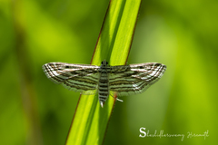 Parapoynx fluctuosalis