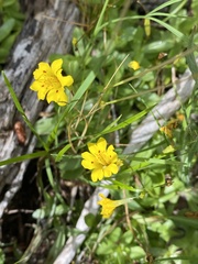 Erythranthe primuloides