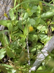 Erythranthe primuloides