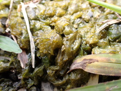 Nostoc commune