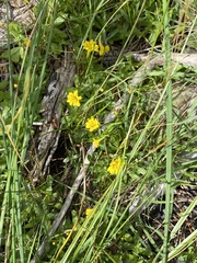 Erythranthe primuloides