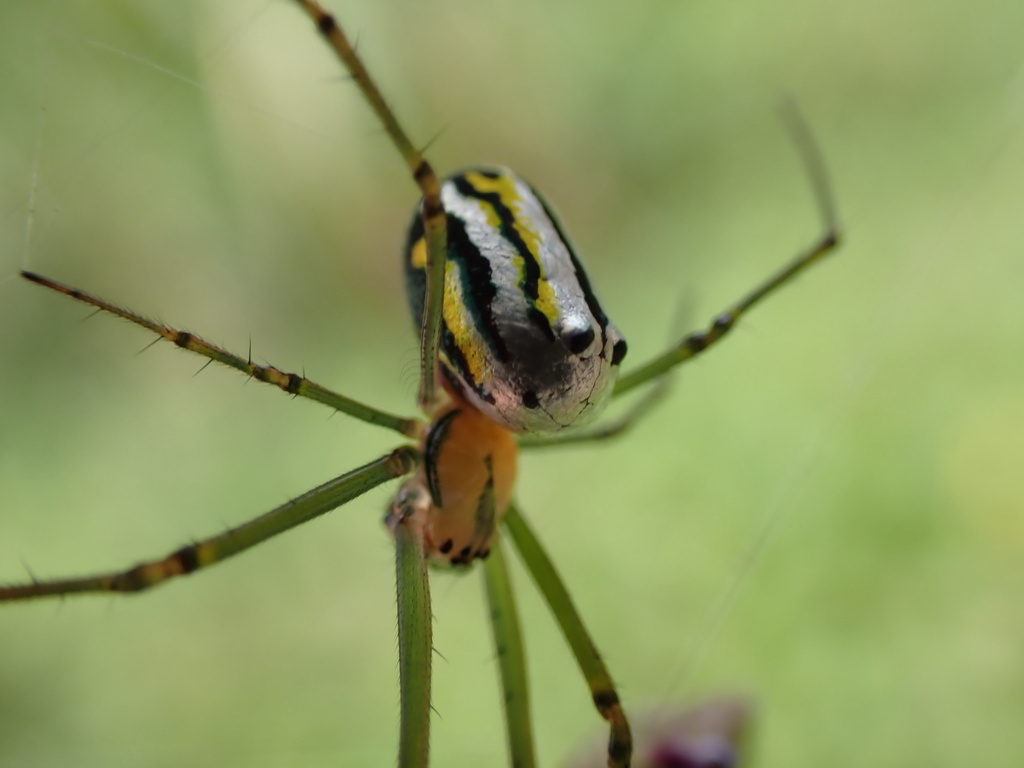 Royal Leucauge