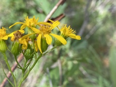 Senecio triangularis