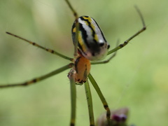 Leucauge regnyi