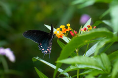 Mimoides thymbraeus aconophos