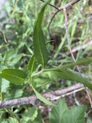 Senecio triangularis